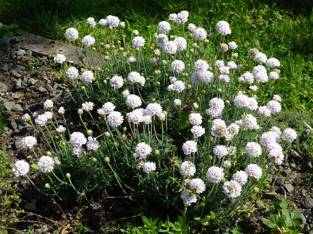 Armeria pubigera 4